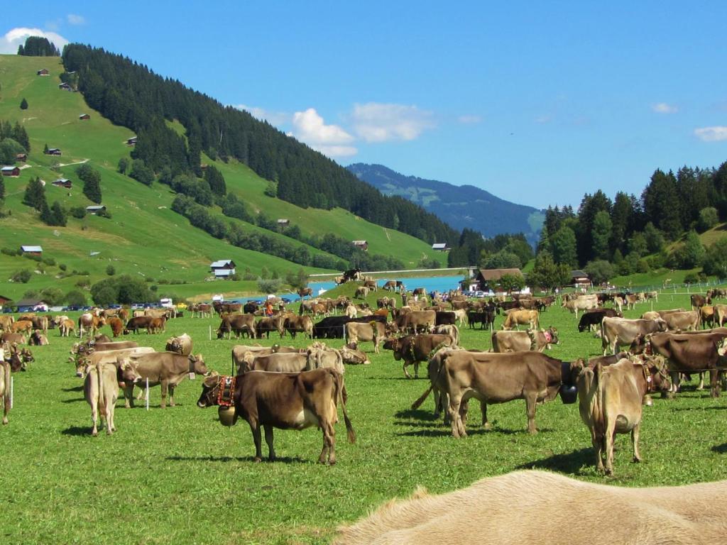 Hotel Kistenpass 3*